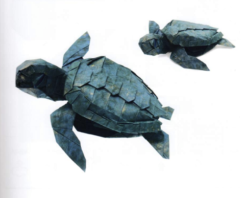 Green turtle