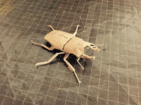 Allotopus Rosenbergi 2