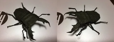 Dorcus titanus 2