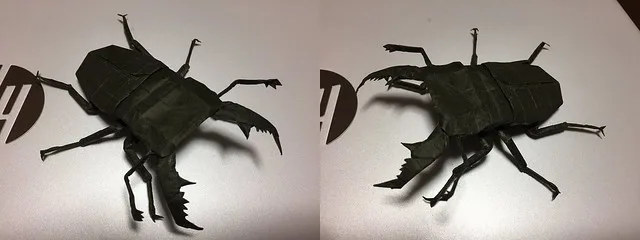 Dorcus titanus 2