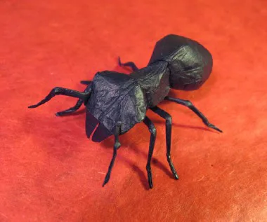 Ant