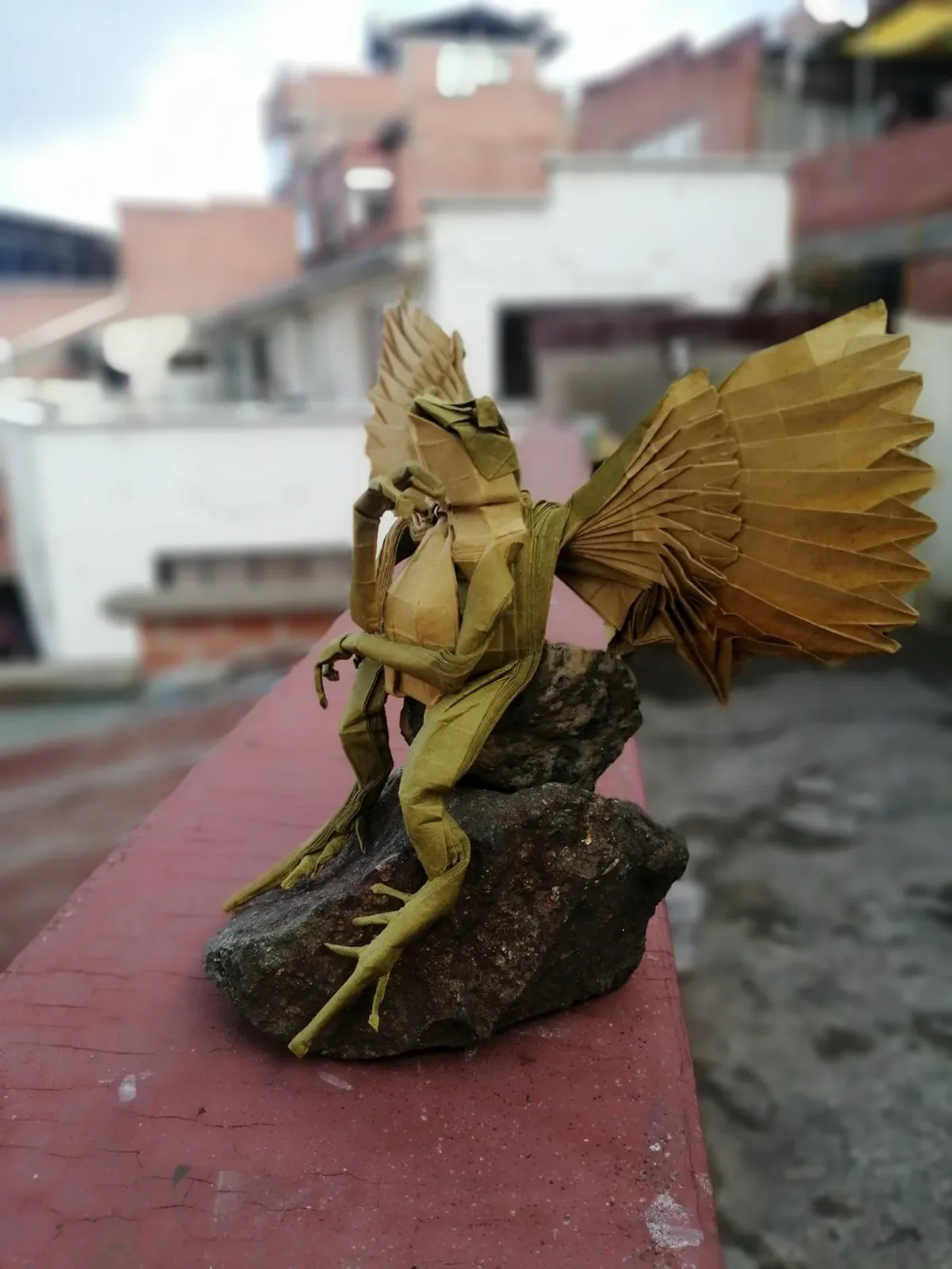 Angel frog
