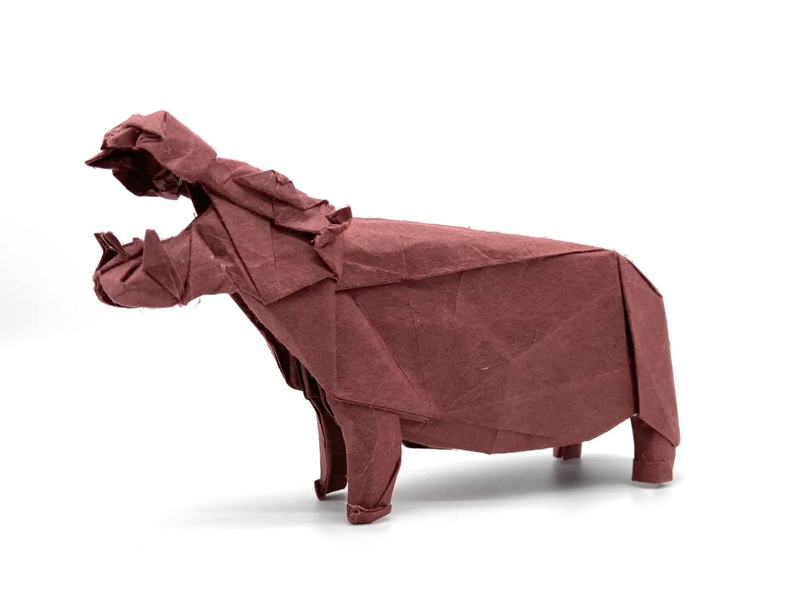Hippo