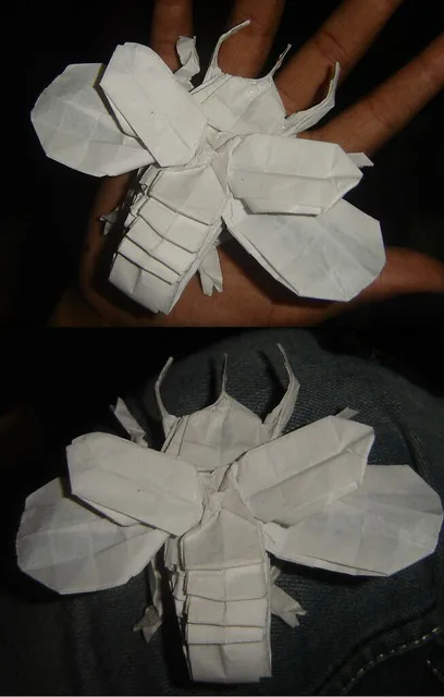 Flying Atlas Beetle