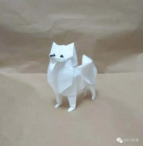 Samoyed