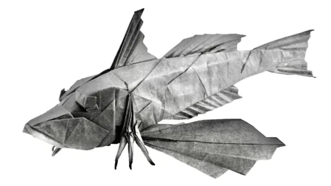 Bluefin searobin