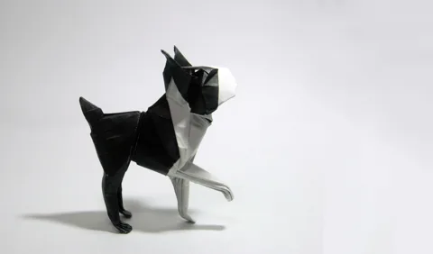 Boston Terrier