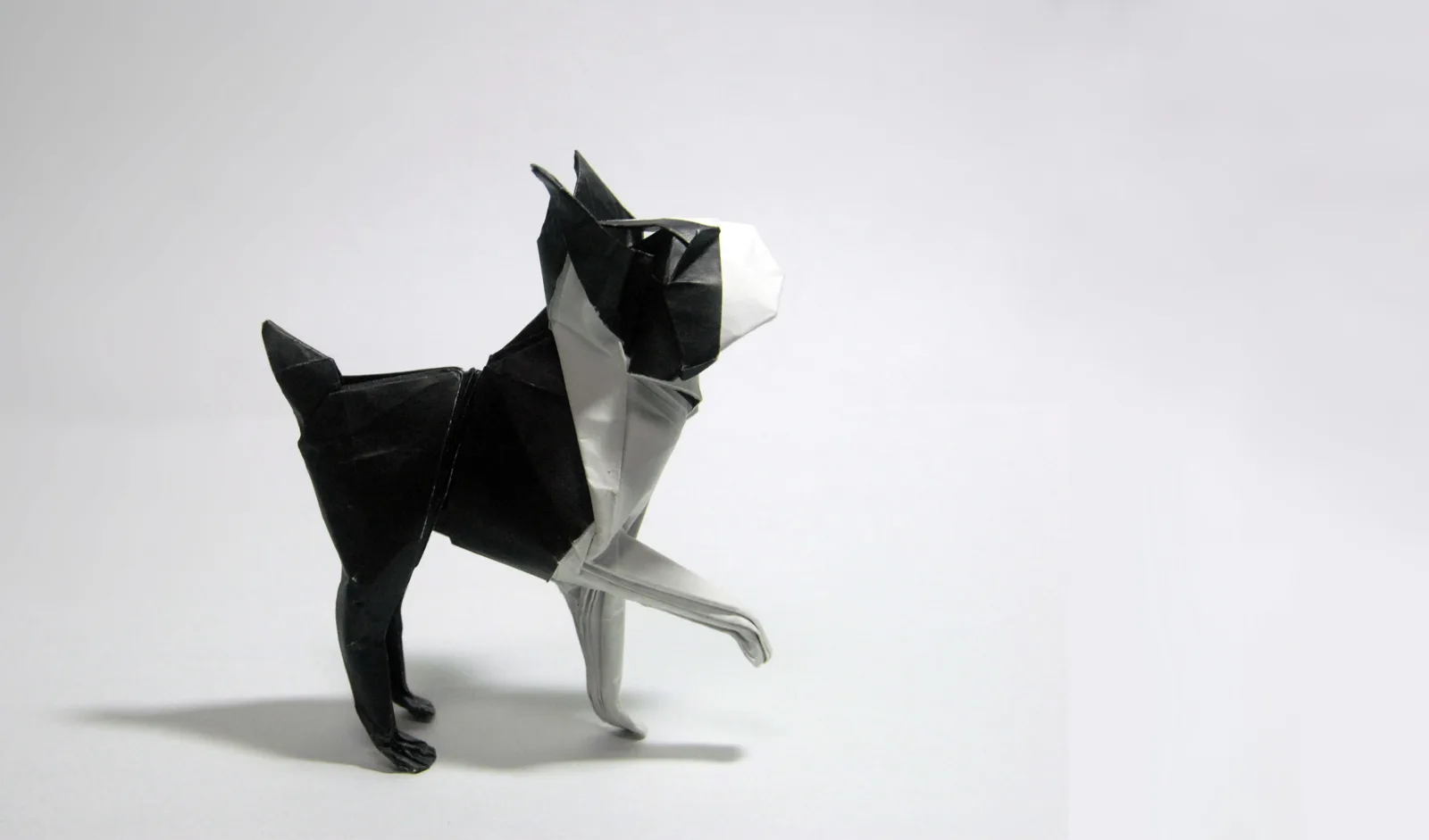 Boston Terrier
