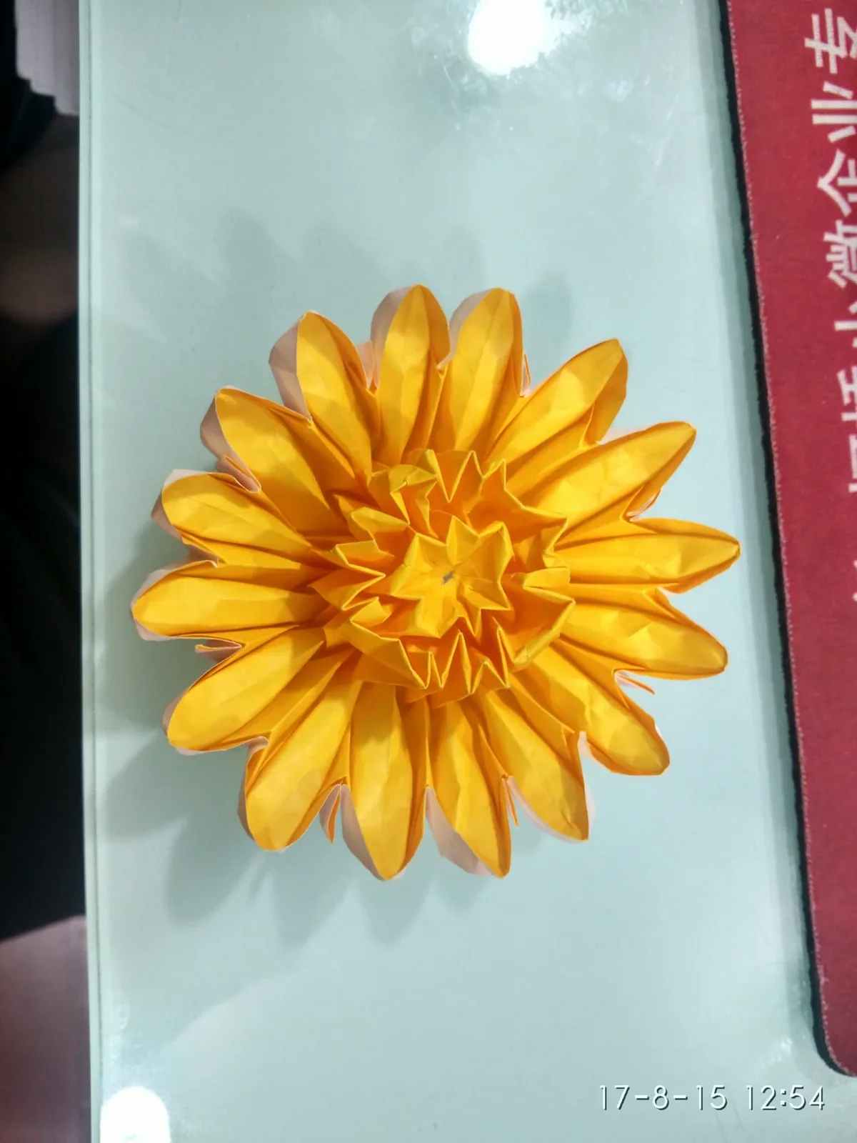 Chrysanthemum