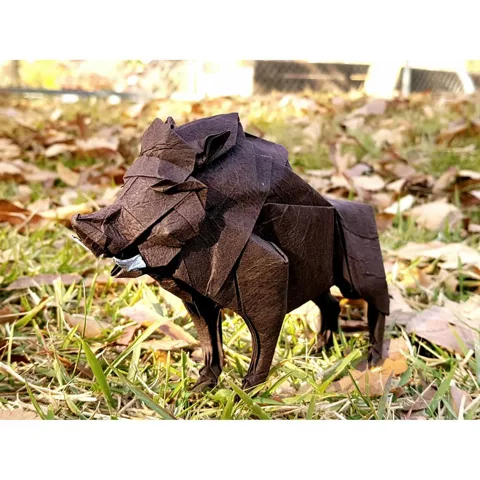 Boar (PD)