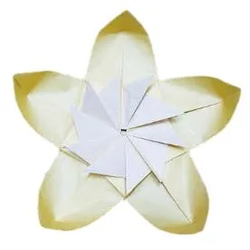 Plub blossom 2