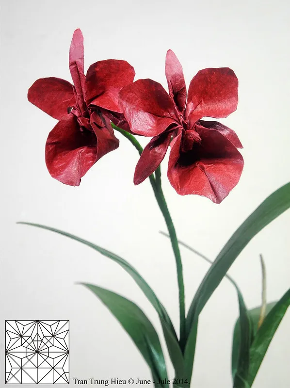 Cattleya orchid