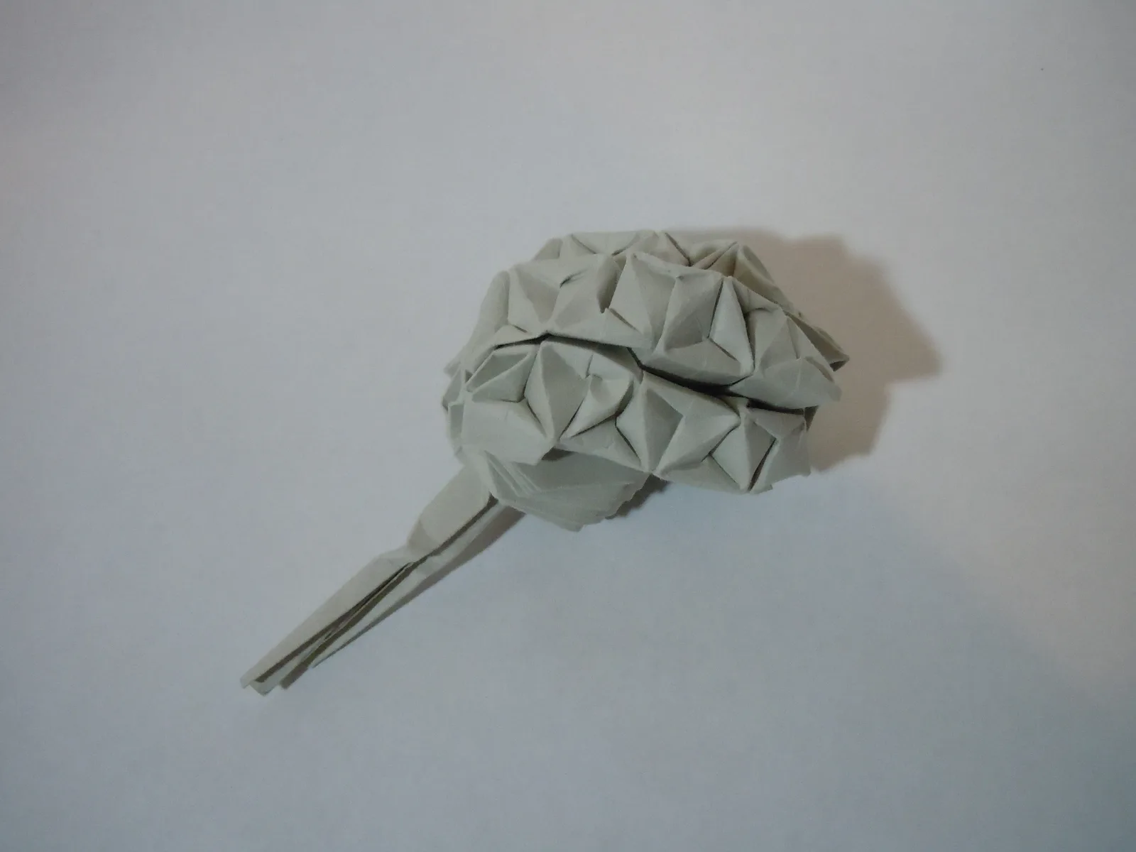 Brain