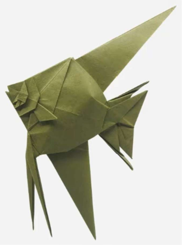 Angelfish