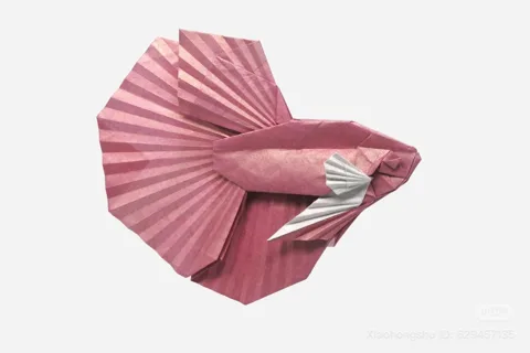 Betta