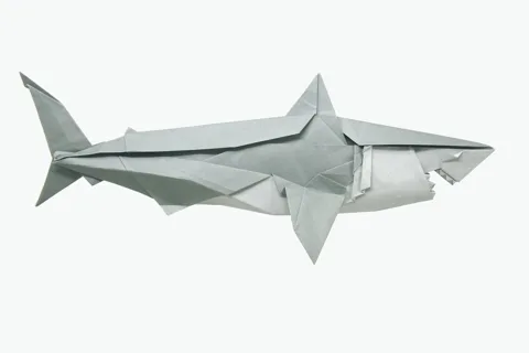 Great White Shark