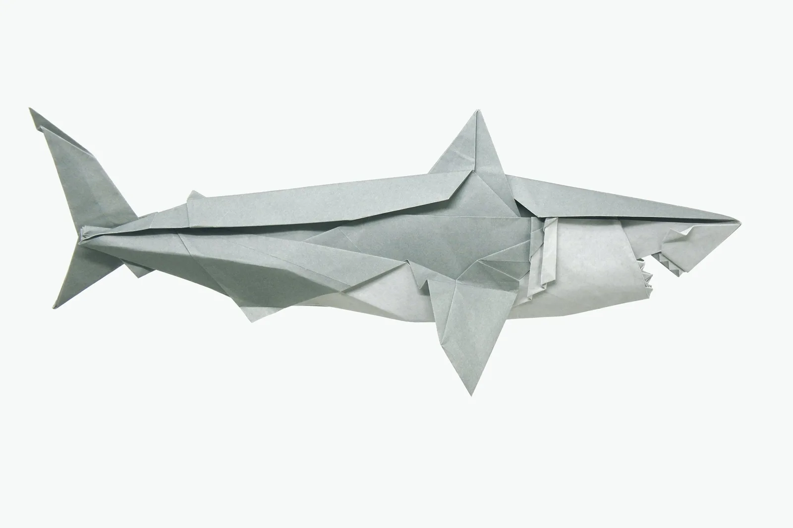 Great White Shark