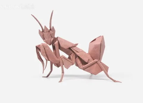 Praying Mantis␠