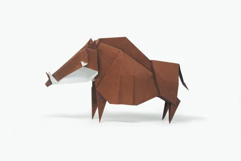 Wild Boar