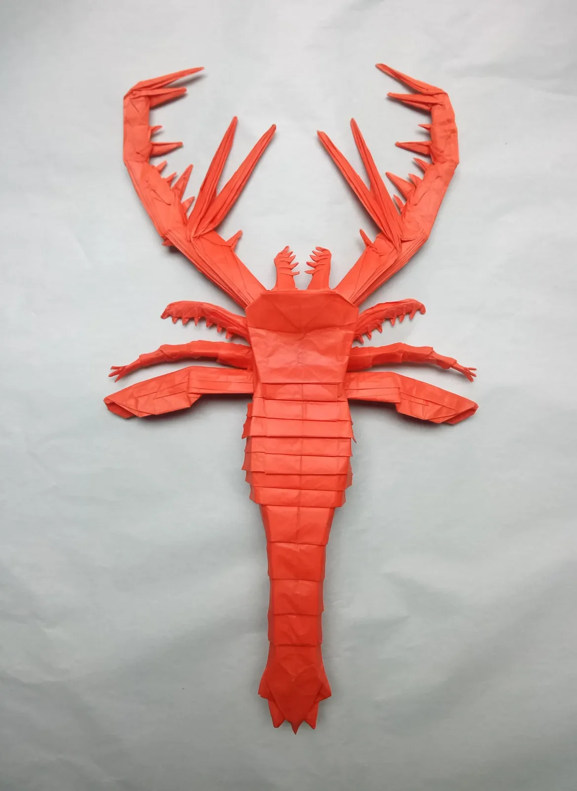 Megalograptus