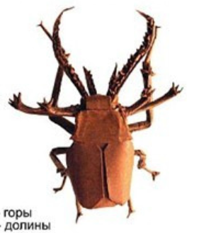 Chilean beetle