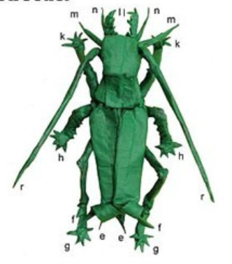 Maize cricket (Schizodactylus monstrosus)