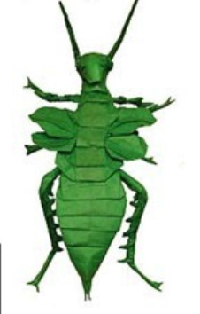 Malayan jungle nymph (Heteropteryx dilatata)