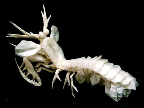 Mantis shrimp