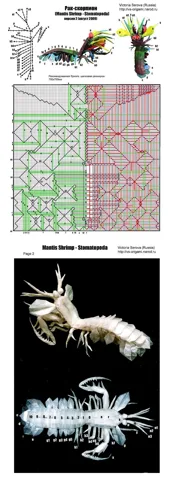 Mantis shrimp — паттерн