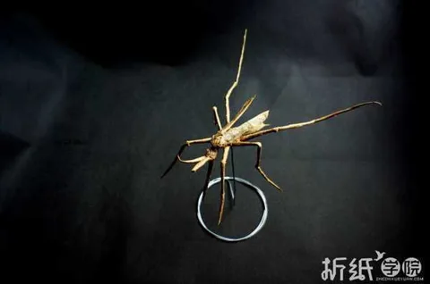 Mosquito