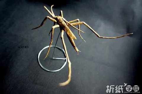 Mosquito