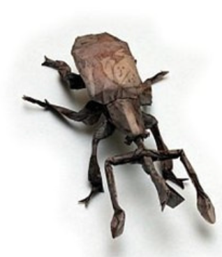 Nut Weevil (Curculio nucum)
