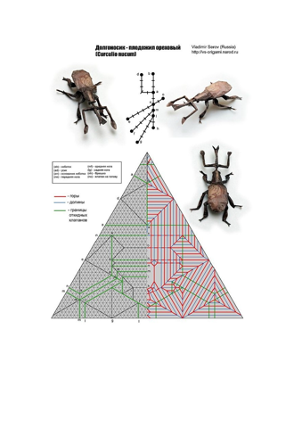 Nut Weevil (Curculio nucum) — паттерн