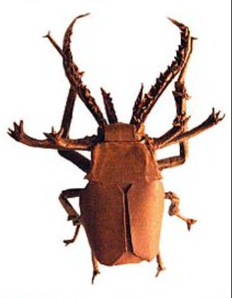 Stag beetle (Chiasognathus Grantii)