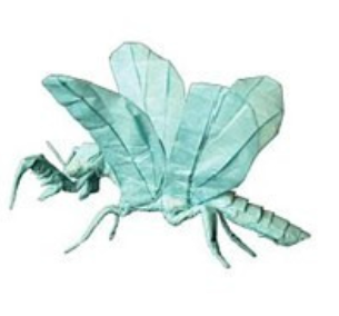 Styrian praying lacewing (Mantispa styriaca)