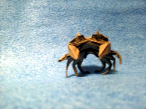 Ghost crab