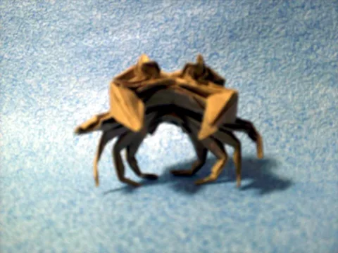 Ghost crab