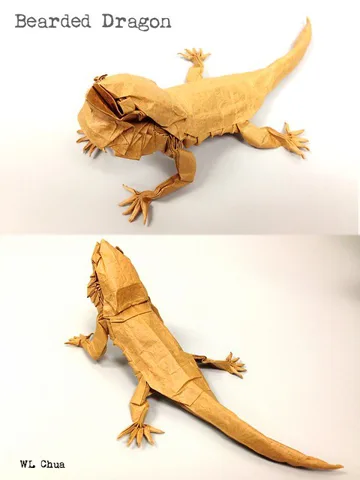 Bearded Dragon