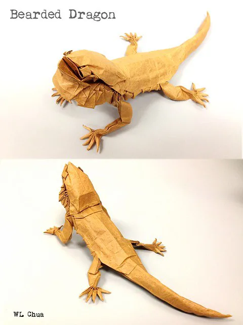 Bearded Dragon