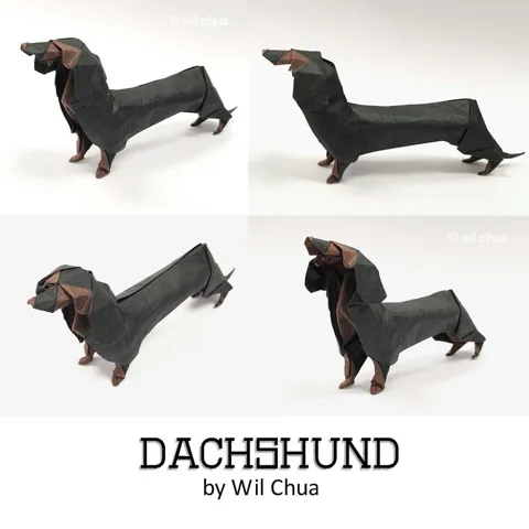Dachshund