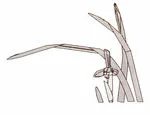 Japanese simbisium (3 p.)