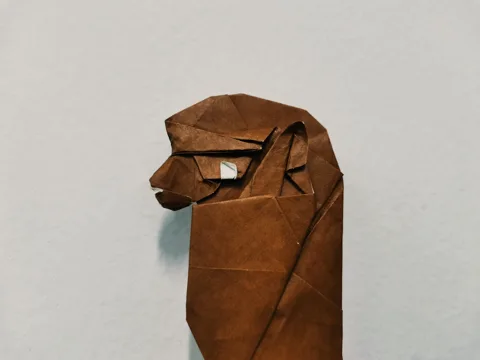 Alpaca head
