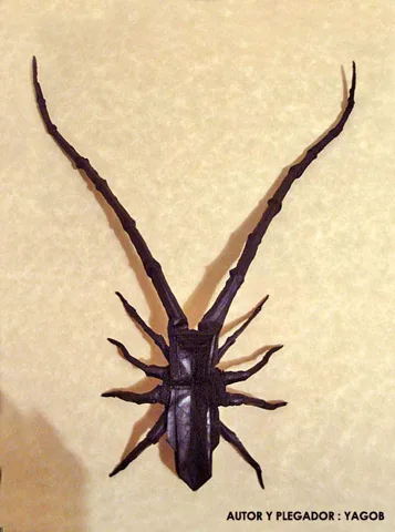 Long horn spider beetle