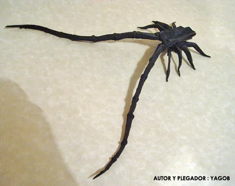 Long horn spider beetle