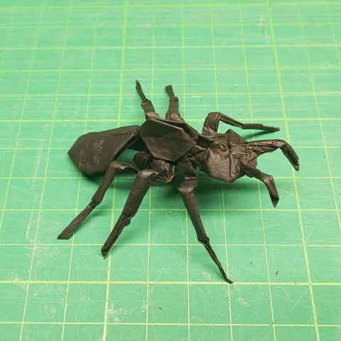 Ant