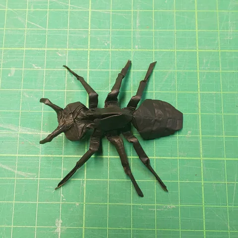 Ant