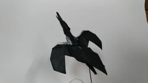 Common murre (bird)