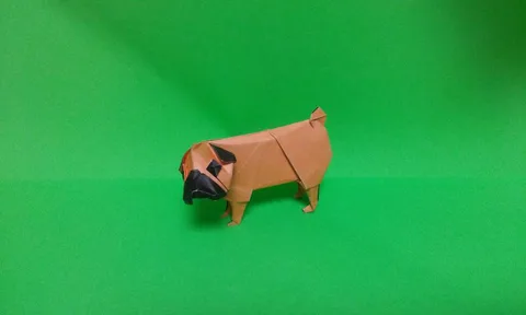 Pug