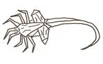 Face hugger from Alien