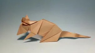 Rat